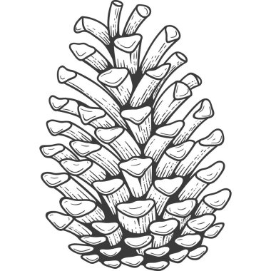 Çam kozalağı kabartması. El çizimi çizimi. İzole xmas kozalakları.