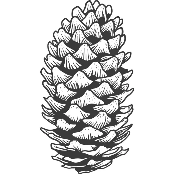 Pine Cone Schets Gravure Handgetekende Illustratie Geïsoleerde Xmas Pineconen — Stockvector