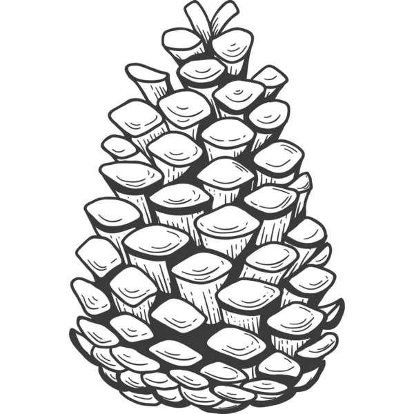 Ukiran Sketsa Pine Cone Ilustrasi Gambar Tangan Pinecones Xmas Terisolasi - Stok Vektor