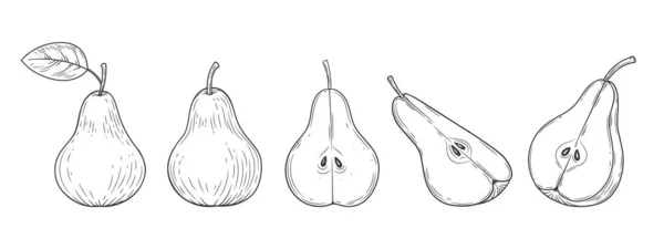 梨子套装雕刻的老式插图孤立在白色背景上 有机食品手绘草图 黑色轮廓 — 图库矢量图片