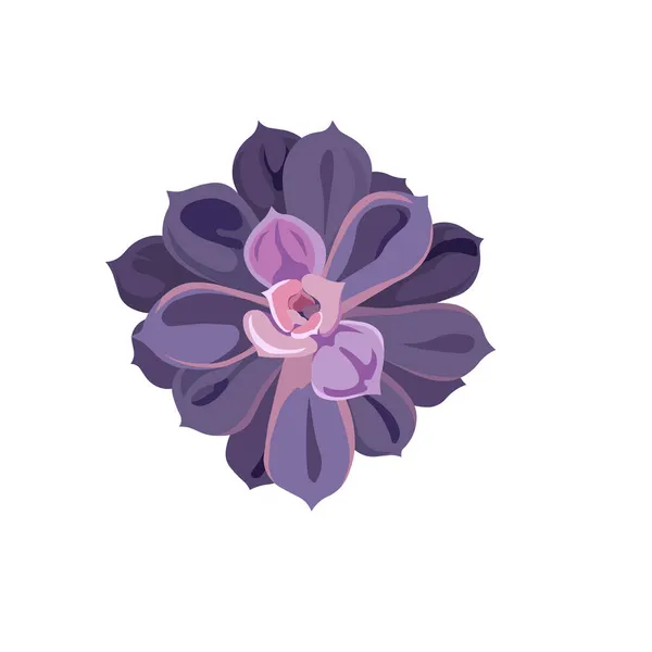 Διάνυσμα Ζουμερό Echeveria Μωβ Φύλλα Στυλ Flat Design Λάδι Ζωγραφισμένο — Διανυσματικό Αρχείο