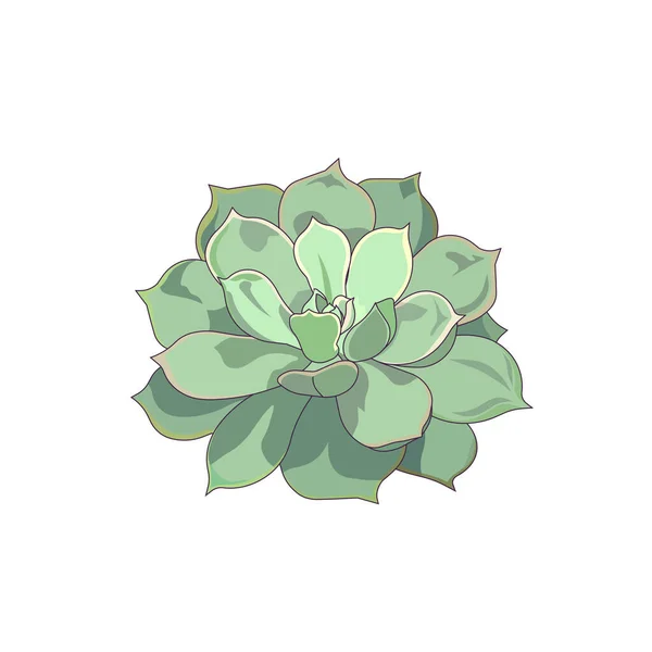 Echeveria Foglia Verde Stile Cartone Animato Vettore Stone Rose Sfondo — Vettoriale Stock