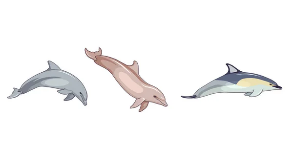 卡通设计风格的不同海豚 瓶鼻海豚 普通海豚 白色孤立背景的中华白海豚 社交媒体图标 应用程序和网站 — 图库矢量图片