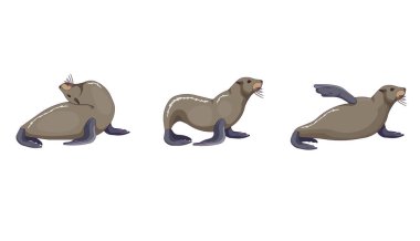 Kaliforniya deniz aslanının beyaz izole edilmiş arka plandaki vektör koleksiyonu, karikatür tasarım tarzındaki kulaklı fok adımları ve pozları baskılar, simgeler, etiketler, kalıplar, sosyal medya, uygulamalar, ağlar için simgeler.