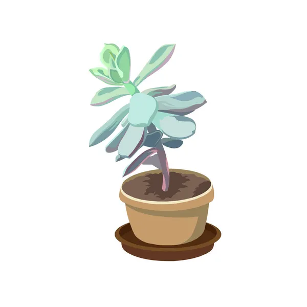 Isolé Succulent Echeveria Pot Fleurs Dans Style Conception Plat Vecteur — Image vectorielle