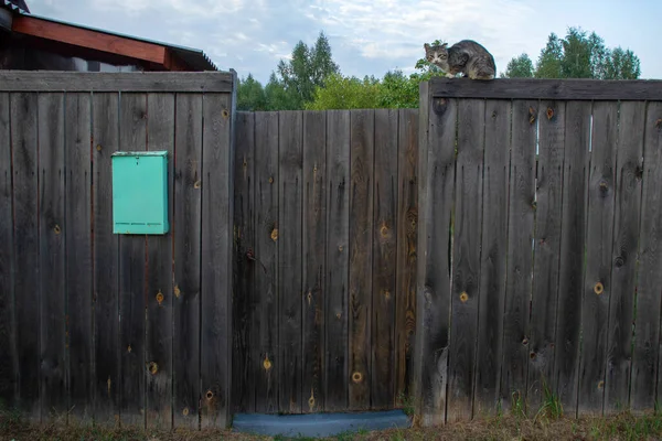 Old Village Fence Closed Door Cat Sitting Fence Mailbox Hanging — Stock Photo, Image
