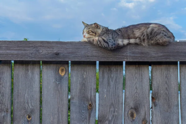 夏の日に板で作られた高い古いフェンスに横たわっている灰色の縞の猫のクローズアップ ヨーロッパのショートヘア 接近中だ 猫は寝ている 昼の光 背景に青い空があります — ストック写真