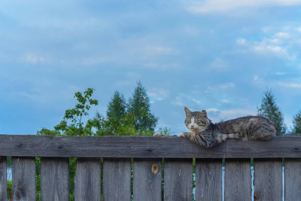 Gray Tabby Cat Lies Edge Old Fence Summer Day Looks — Stock Photo, Image