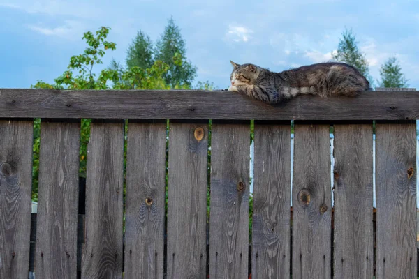 Gray Tabby Cat Lies High Old Fence Made Planks Summer — Stock Photo, Image