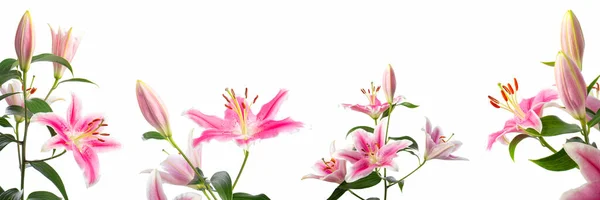 白い背景に柔らかい光の中でさまざまな角度でピンクのユリを咲かせる花の枝のクローズアップ ユリ品種 ピンクブリリアント — ストック写真