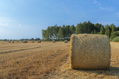 Bir saman rulosunun ön görüntüsü bir ormanın arka planına ve uzaktaki diğer rulolara karşı. Konturer ışığı. Açık mavi gökyüzü. Yaz. Güneşin sabah ışıkları.