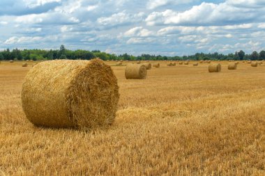 Çim biçme tarlasında bir saman rulosunun izometrik görüntüsü. Ormanın yeşil hattının arka planına ve uzaktaki diğer yuvarlanmalara karşı. Gökyüzü bulutlu. Yaz. Gün ışığı yumuşak ışık.