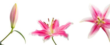 Bir tomurcuğun makro fotoğrafçılığı ve çiçek açması ve beyaz arka planda pembe bir zambak manzarası. Farklı bir çiçek durumu. Yumuşak ışıklandırma. Pembe Zeka zambak türüdür..