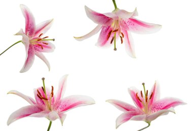 Beyaz arka planda çiçek açan pembe zambak çiçeğinin altındaki makro manzara. Farklı açılardan. Yumuşak ışıklandırma. Pembe Zeka zambak türüdür..