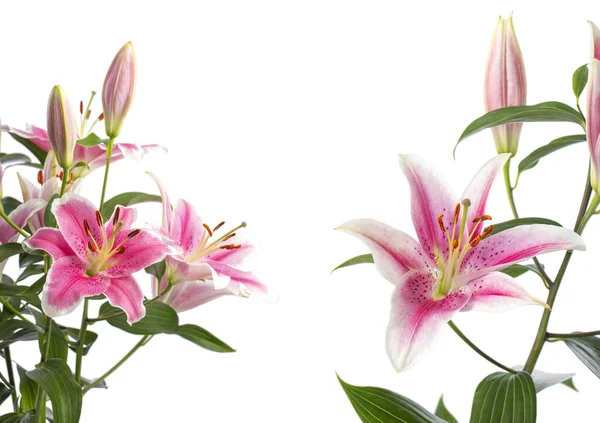 白い背景にピンクのユリを咲かせる花束と枝の異なる角度 柔らかい照明 ユリの品種はピンク ブリリアント — ストック写真