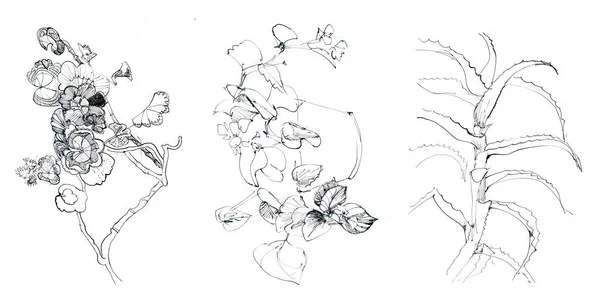 Rysunek Atramentu Różnych Kwiatów Roślin Minimalistyczny Rysunek Rysunek Atramentu Szkic — Zdjęcie stockowe