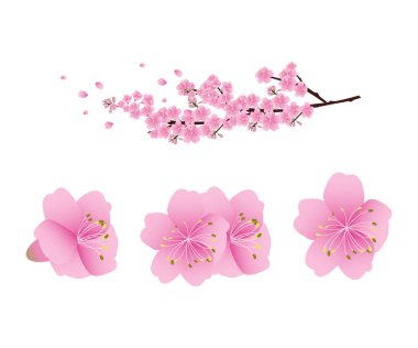 Sakura çiçeği arka planı. kiraz çiçeği izole edilmiş beyaz arkaplan