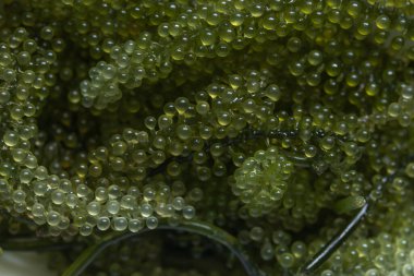 Beyaz arka planda taze yeşil üzüm yosunu.