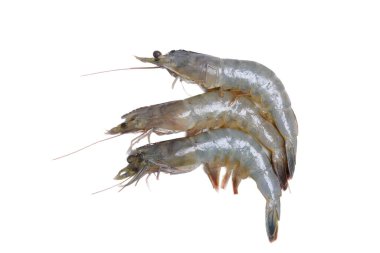 Beyaz arka planda bir taze karides.