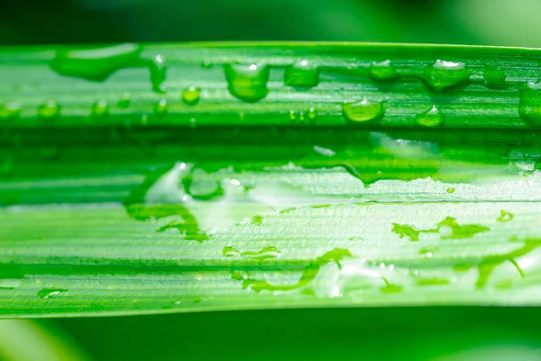 Gotas Água Belas Folhas Verdes Naturais — Fotografia de Stock