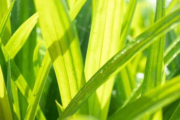 Imagem Borrada Belas Folhas Verdes Naturais Para Fundo — Fotografia de Stock