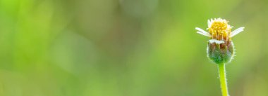 Güzel doğada bir çimen çiçeği. Boşluğu kopyala.