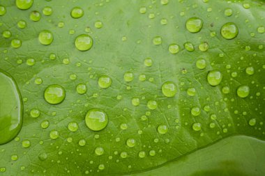 arkaplan için nilüfer yaprağı üzerindeki su