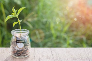 Bozuk paralarda bitki büyümesi. Yatırım için tasarruf fikirleri.