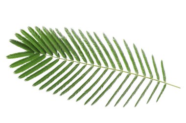 Yeşil ince yapraklar beyaz arka plan doğa kavramında. Tayland.