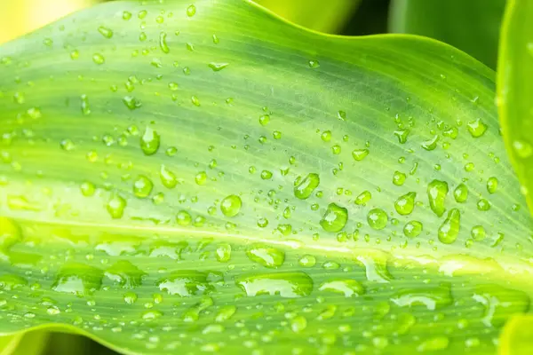 Drops Water Beautiful Green Leaves Nature — Fotografia de Stock