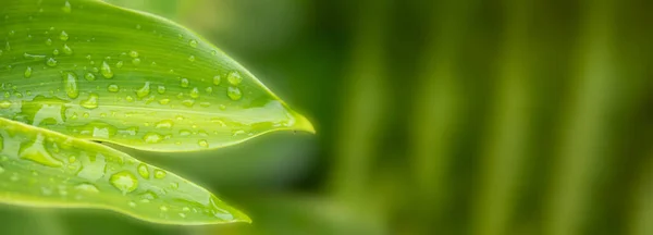 Beautiful Nature View Green Leaf Blurred Greenery Background Copy Space — Fotografia de Stock