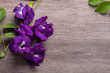 Gri arka planda taze kelebek çiçeği. İçecek konsepti. Düz Yat, Üst Görünüm