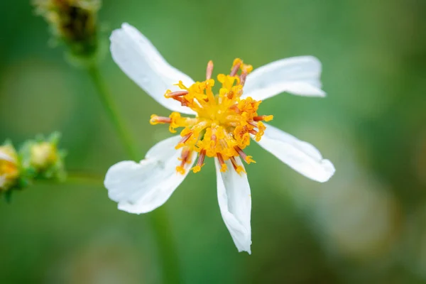 Białe Kwiaty Zbliżenie Jasne Zielone Tło — Zdjęcie stockowe