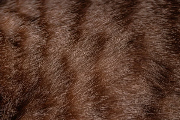 Brown soft fur for background.