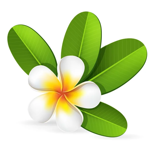 Frangipani fleur — Image vectorielle