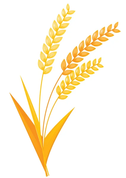Kłosy pszenicy — Wektor stockowy