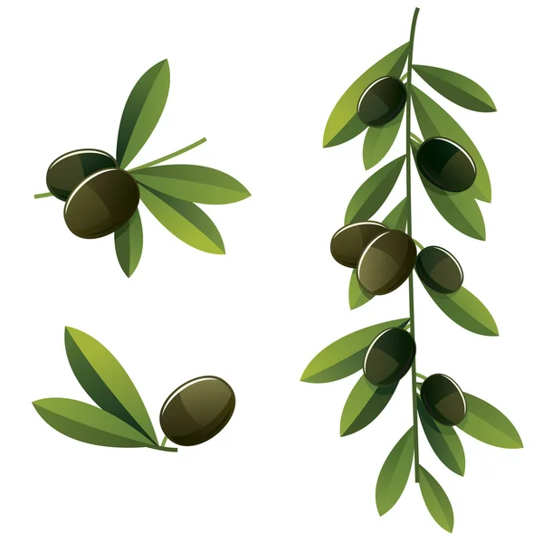 Branches d'olivier noir — Image vectorielle