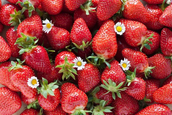 딸기 — 스톡 사진