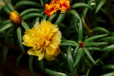 Yeşil arka planda sarı çiçek