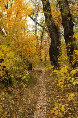 sonbahar ormanın yürüyüş iz