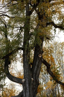 Sonbaharda bir ağacın gövdesi ve dalları