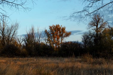 Mavi gökyüzüne karşı uzun sarı bir ağaç