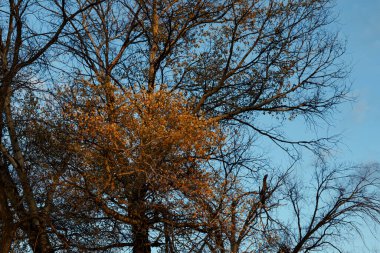 Ağaçta sarı yapraklar olan bir dal.