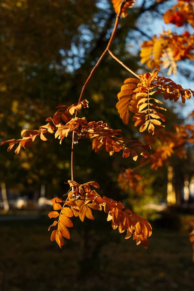 Листья Апельсина Темном Фоне — стоковое фото
