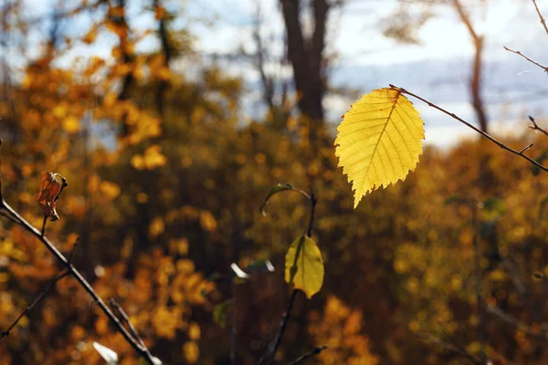 Una Hoja Amarilla Sobre Fondo Bosque Otoñal Día Soleado — Foto de Stock