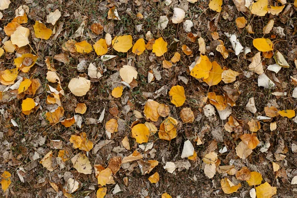 Земля Сушеной Травой Опавшими Жёлтыми Листьями — стоковое фото