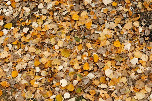 Земля Опавшими Жёлтыми Листьями — стоковое фото