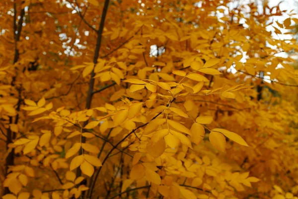 Ветка Оранжевыми Листьями Осеннем Лесу — стоковое фото