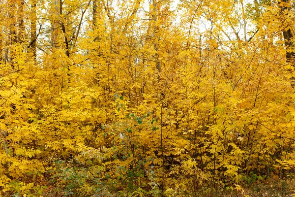 Árboles Con Hojas Amarillas Bosque Otoñal — Foto de Stock