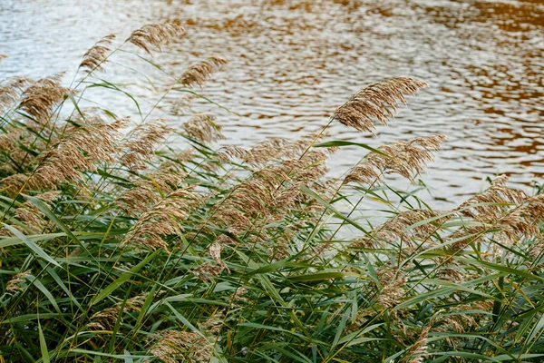 Trawa Przybrzeżna Tle Rzeki — Zdjęcie stockowe